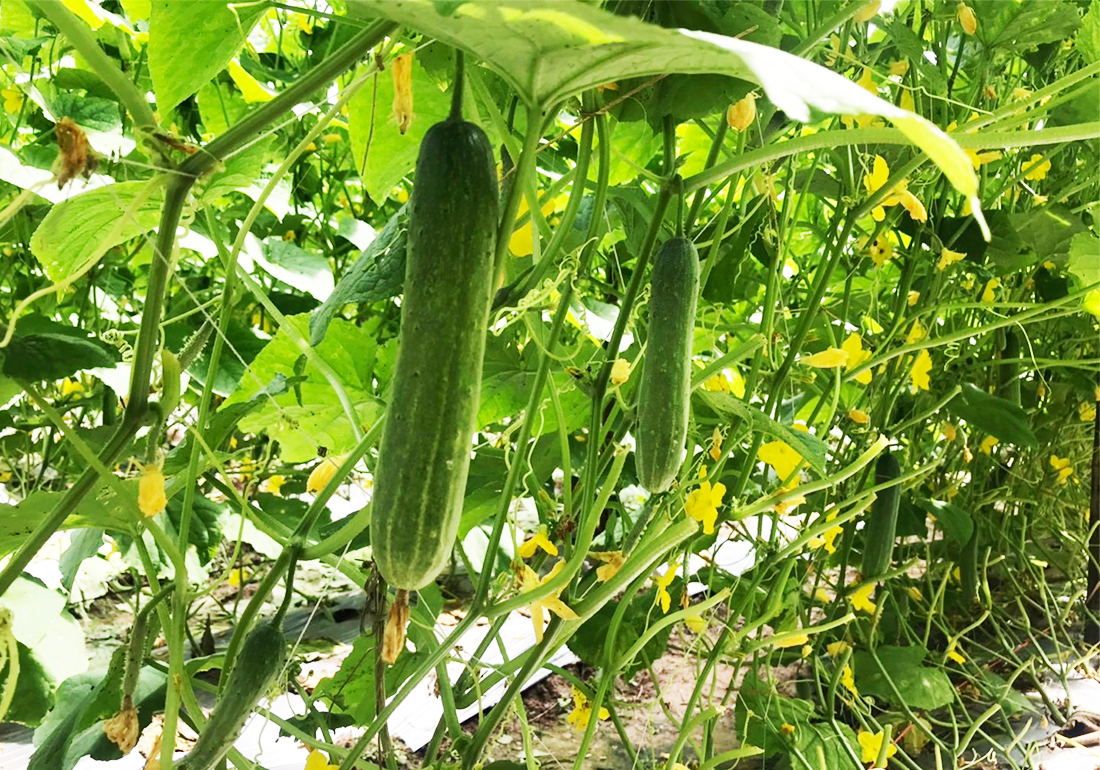 Asiatic Cucumber